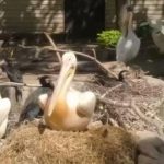 В Одеському зоопарку з’явилися нові пташенята пеліканів — дивіться відео