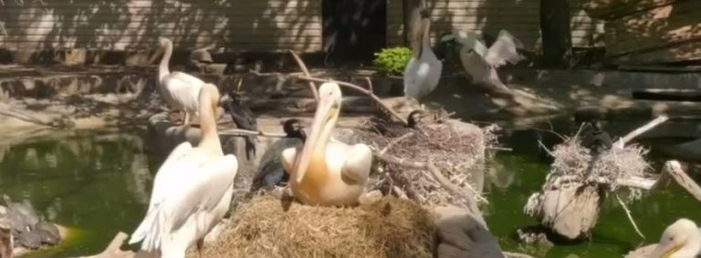 В Одеському зоопарку з’явилися нові пташенята пеліканів — дивіться відео