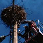 ДТЕК встановив на Одещині платформи для гніздування лелек