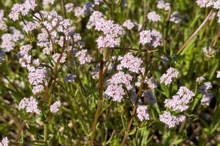 Лікарська рослина, знайдена в степах Бессарабії, підтверджує сталість місцевої екосистеми