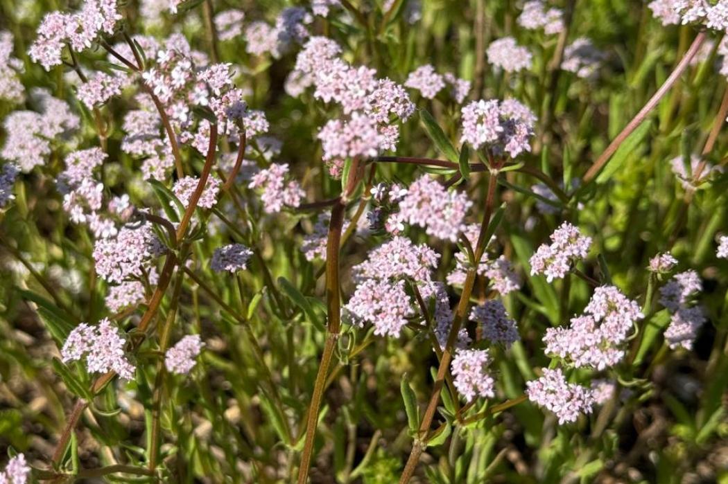 Лікарська рослина, знайдена в степах Бессарабії, підтверджує сталість місцевої екосистеми