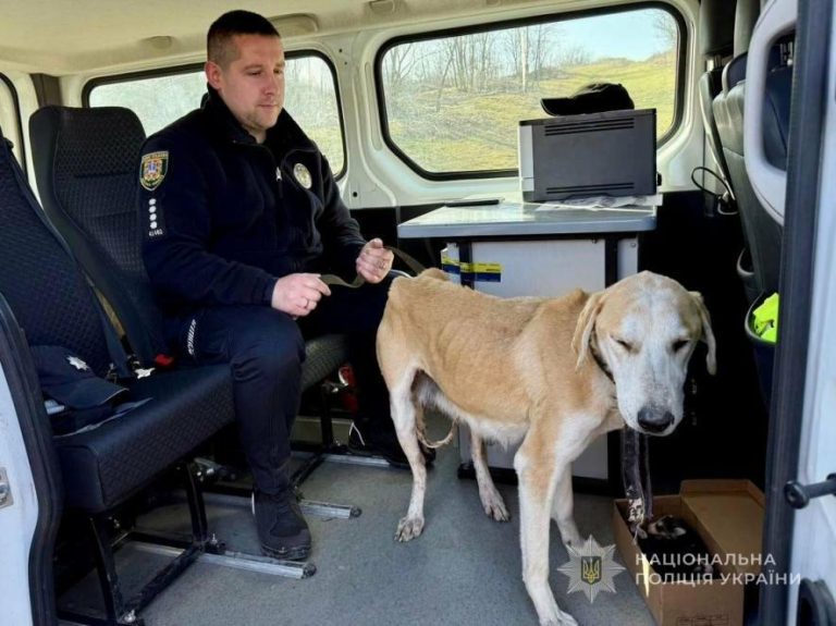 В Одещині пенсіонер застрелив собаку з цуценятами — ФОТО