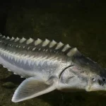 В Одеській області врятували рідкісну рибу, яка заплуталася в браконьєрських сітях