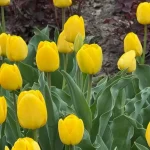 Нідерландський подарунок: в Одесі почали розквітати майже 100 тисяч тюльпанів