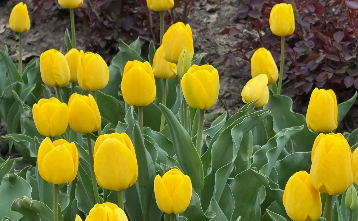 Нідерландський подарунок: в Одесі почали розквітати майже 100 тисяч тюльпанів