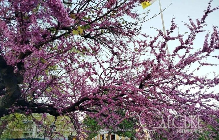 29 квітня в Одесі: прохолодно й без несподіванок