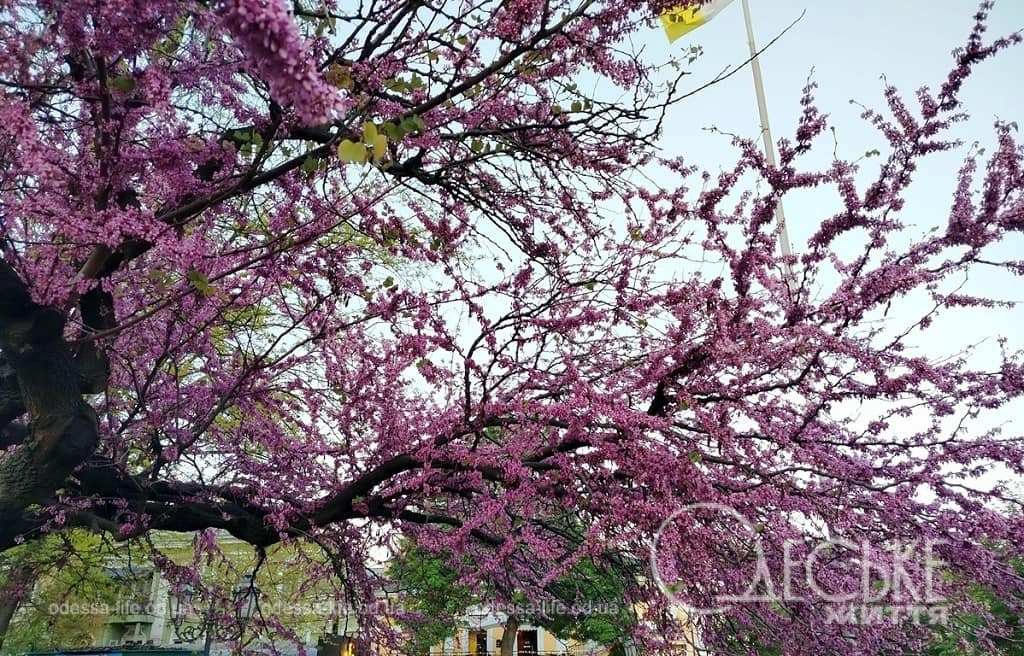 29 квітня в Одесі: прохолодно й без несподіванок