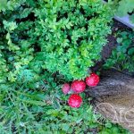 У Одесі 18 квітня: свіжий вітер принесе відчутну прохолоду