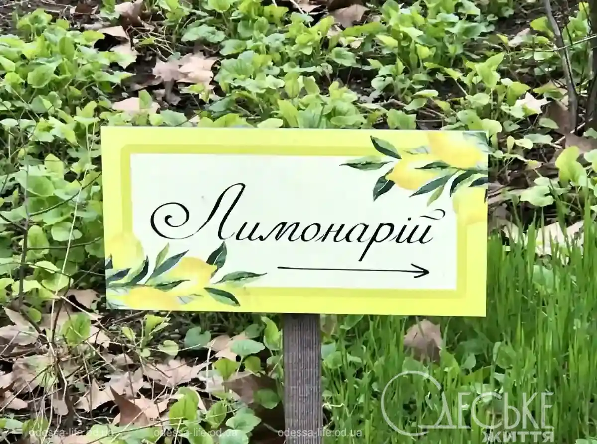 Відродження лимонарію на Французькому бульварі: тропічна оаза в центрі Одеси (фоторепортаж)