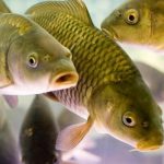 Одеський нерест-2026: 16 порушень спричинили 275 тис. грн збитків рибним запасам