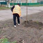 Комунальні служби Кілії висадили нові саджанці Адамового дерева