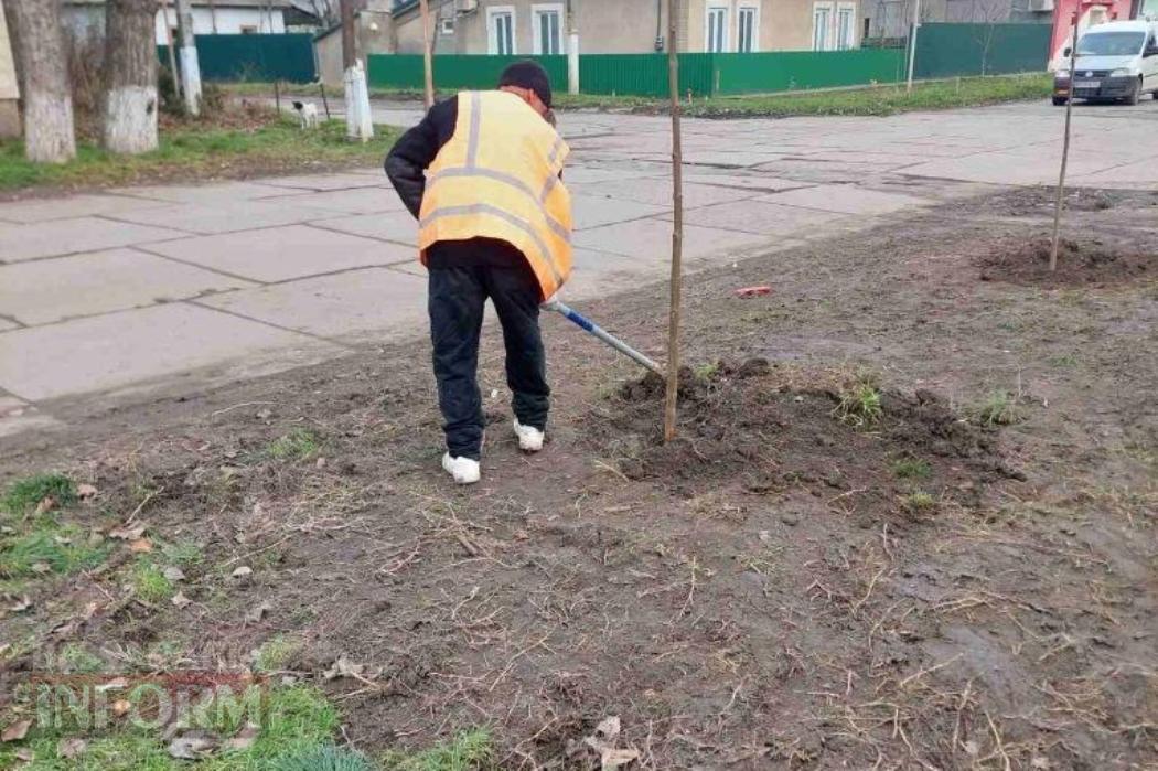 Комунальні служби Кілії висадили нові саджанці Адамового дерева