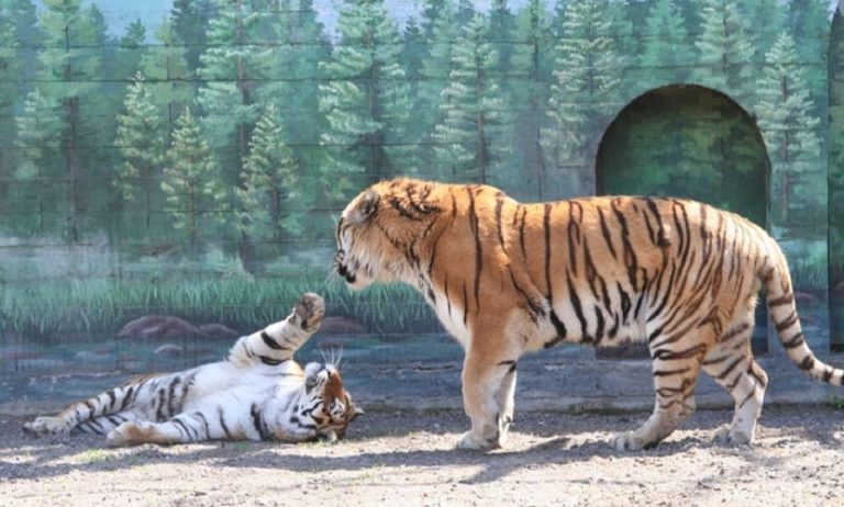 Скандал в Одесі призвів до заміни керівництва зоопарку