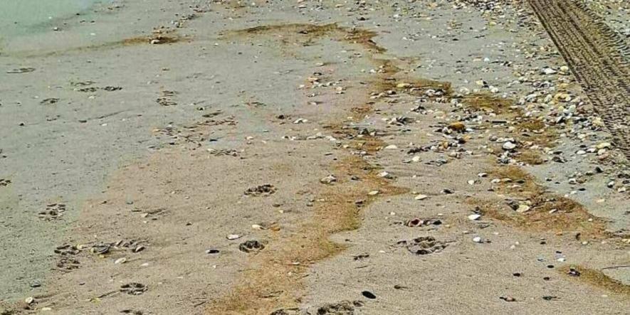 Після атаки РФ заповідні пляжі Одещини вкрила олія