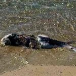 На узбережжі Одещини масово виявляють мертвих дельфінів