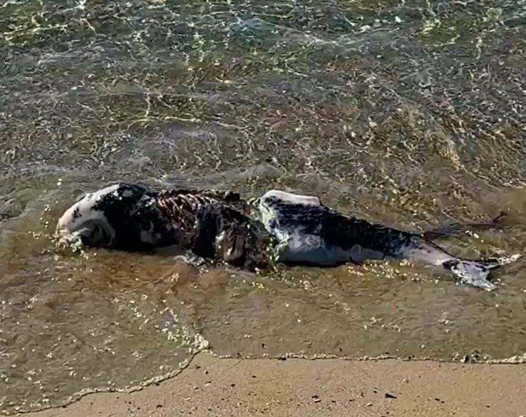 На узбережжі Одещини масово виявляють мертвих дельфінів