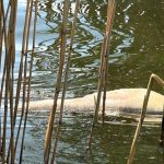 Масовий мор риби біля кордону з Молдовою: екологи обстежують водойму в Одеській області — ФОТО