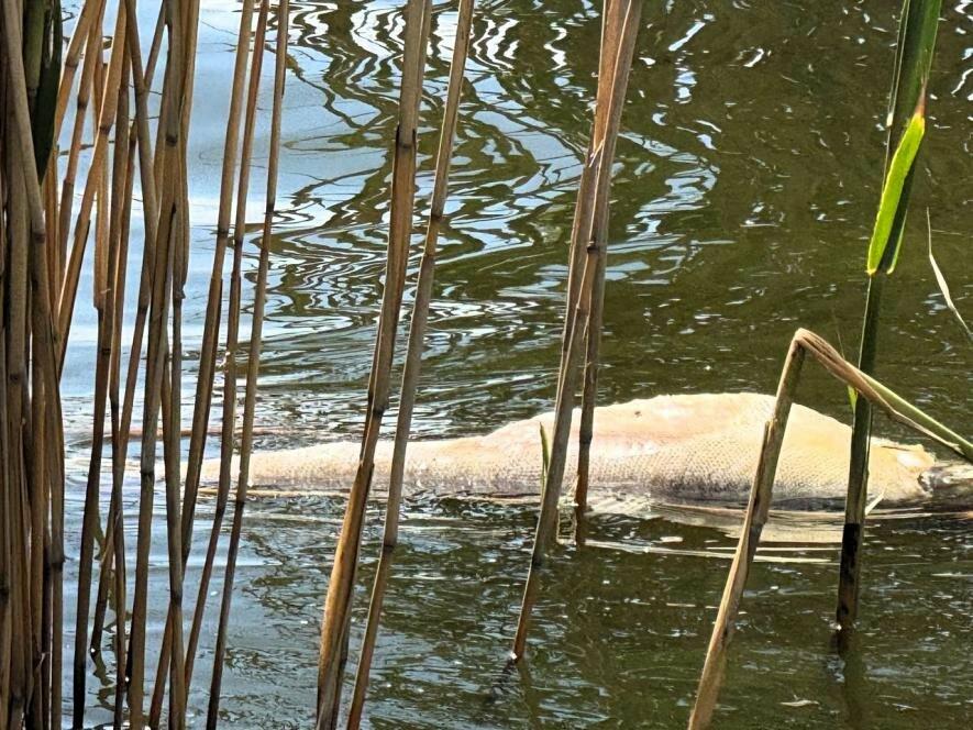 Масовий мор риби біля кордону з Молдовою: екологи обстежують водойму в Одеській області — ФОТО