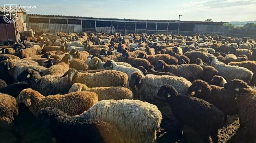 В Одещині масово заводили тисячі кіз і овець для отримання мільйонних дотацій — ФОТО