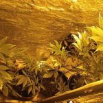 У Одесі патрульні, які прибули врегулювати конфлікт, натрапили на теплицю з коноплею — ФОТО