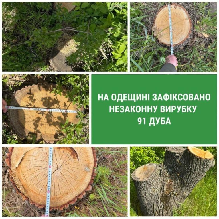 Масове нищення дубових насаджень на Одещині завдало державі мільйонних збитків