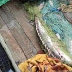 В Одеській області викрили браконьєрів із рідкісною рибою — подробиці