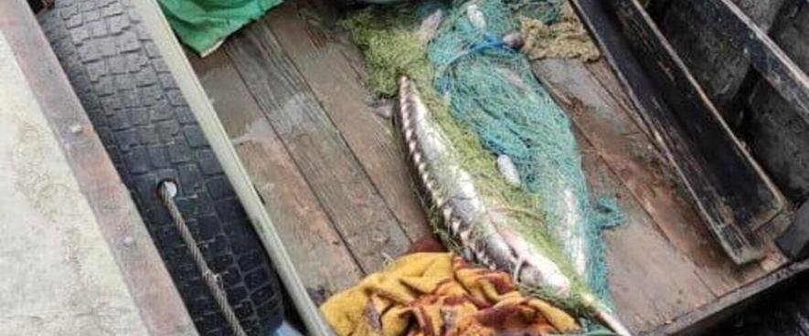В Одеській області викрили браконьєрів із рідкісною рибою — подробиці
