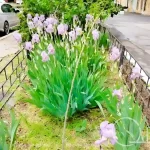 Коли Одеса відкидає метушню: клумби після дощу, що дарують спокій