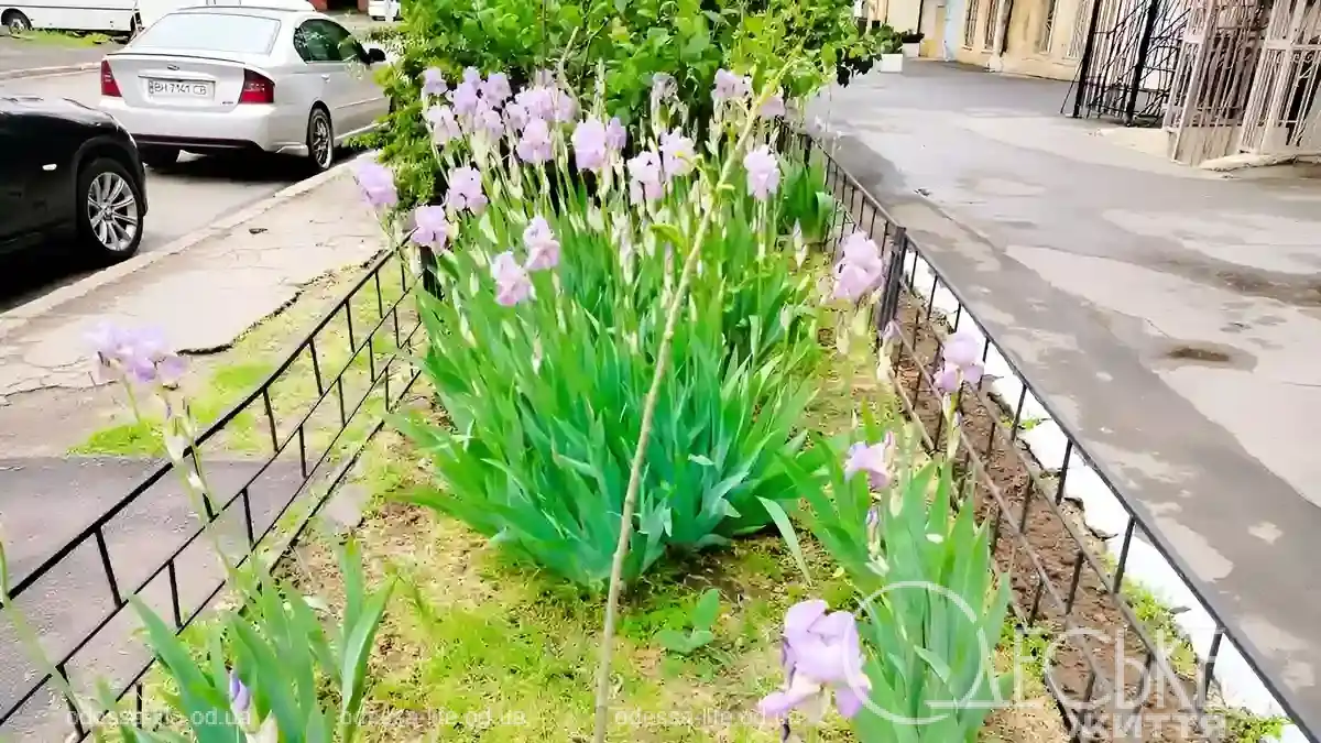 Коли Одеса відкидає метушню: клумби після дощу, що дарують спокій