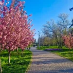 Сакурова Одеса навесні — де знайти цвітіння та найкрасивіші фотолокації