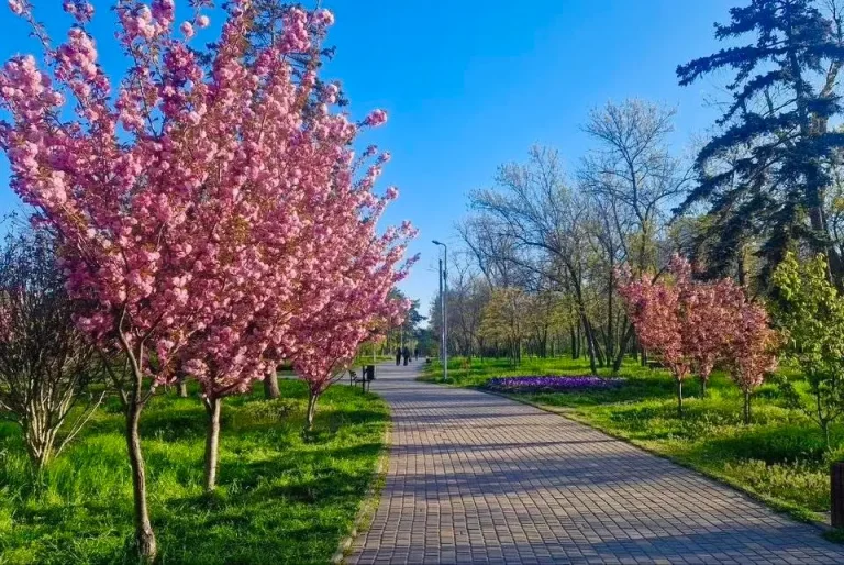 Сакурова Одеса навесні — де знайти цвітіння та найкрасивіші фотолокації