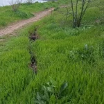В Одесі на «Золотому березі» виявили нову глибоку тріщину — ризик обвалу зріс