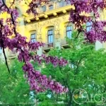 Як Юдине дерево розцвіло й принесло весну в серце Одеси (фото)