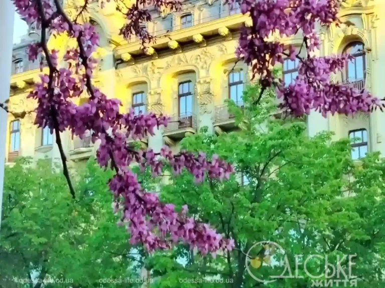 Як Юдине дерево розцвіло й принесло весну в серце Одеси (фото)