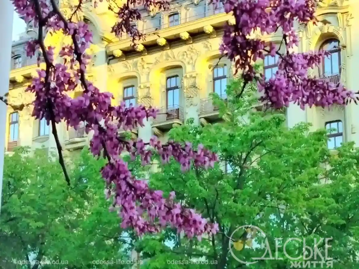 Як Юдине дерево розцвіло й принесло весну в серце Одеси (фото)