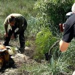 Екологічна катастрофа в Чорному морі: німецькі журналісти зафіксували наслідки масової загибелі дельфінів в Одеській області