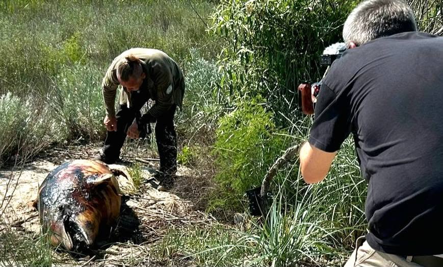 Екологічна катастрофа в Чорному морі: німецькі журналісти зафіксували наслідки масової загибелі дельфінів в Одеській області