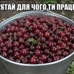 Одеський гумор — головний стимул до праці та поради, як зберегти ясний розум