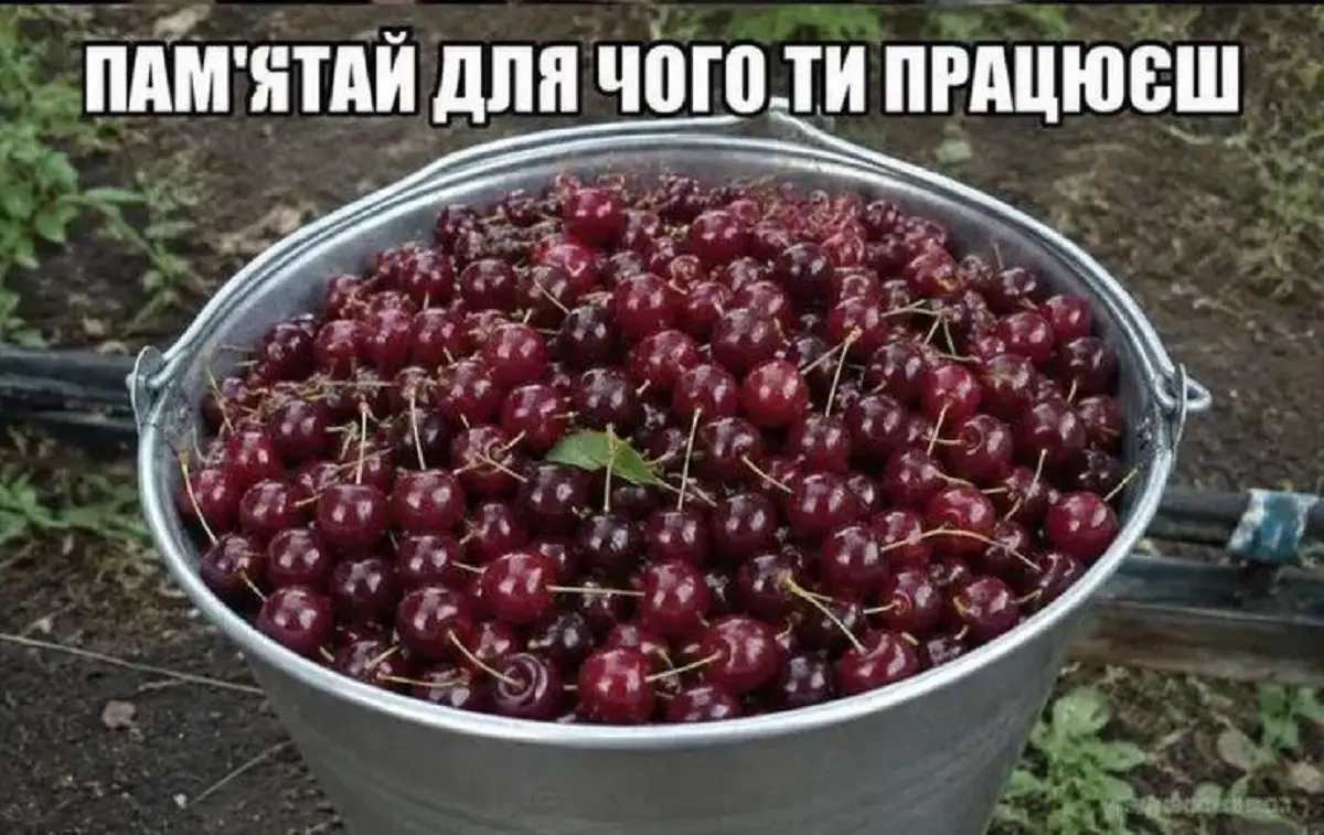 Одеський гумор — головний стимул до праці та поради, як зберегти ясний розум