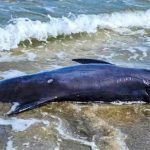У Чорному морі зменшується кількість дельфінів — на Одещині фіксують тривожну динаміку