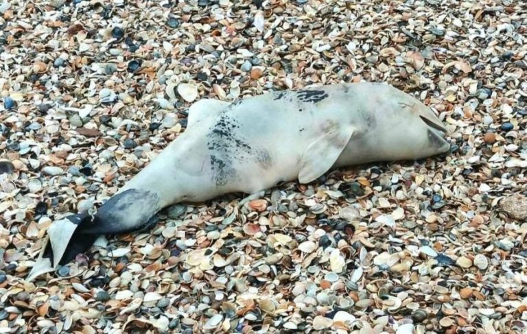 Трагічна знахідка на берегах Одещини: море викинуло рекордну кількість мертвих дельфінів — ФОТО