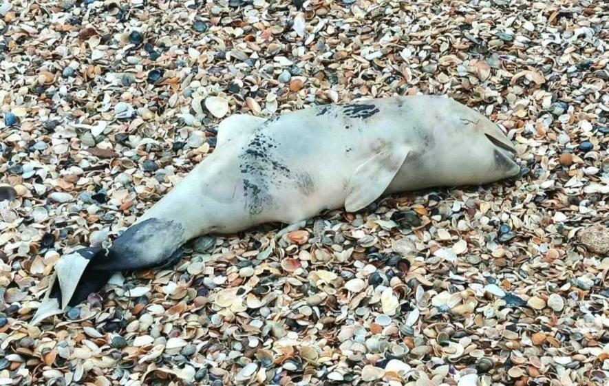Трагічна знахідка на берегах Одещини: море викинуло рекордну кількість мертвих дельфінів — ФОТО