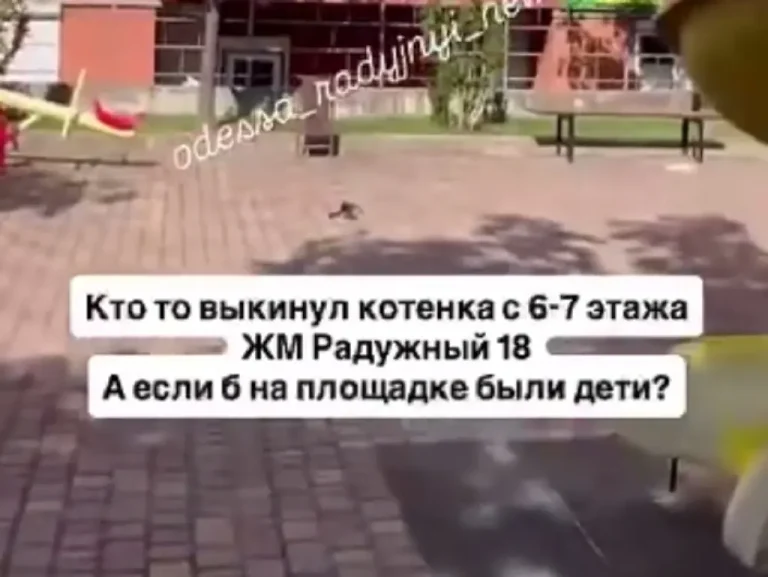 В Одесі чоловіку, який викинув кошеня з 6-го поверху, загрожує тюрма