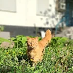 У п’ятницю, 6 червня, в Одесі сухо, а в області прогнозують грози