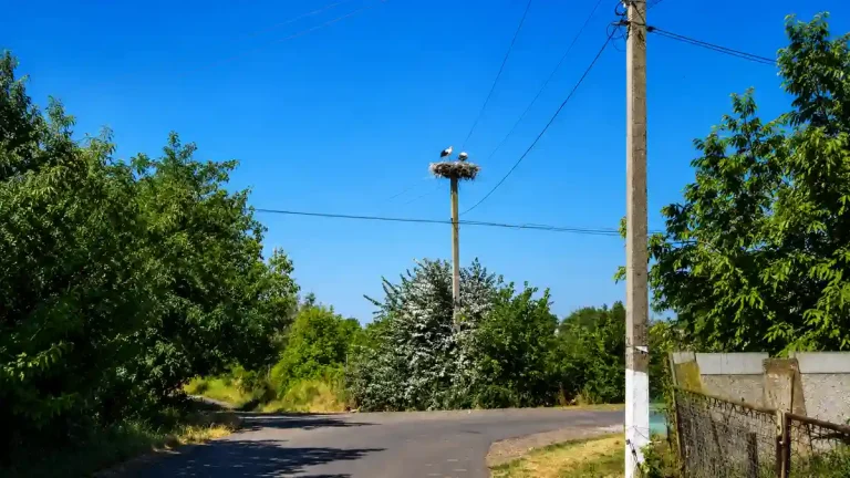 Лелеки щовесни повертаються, а село спорожніло: будні Бочманівки на Одещині