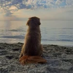Прогноз температури морської води в Одесі на 24 липня для відпочинку