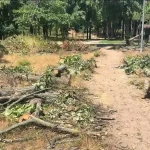 В Одесі в парку Перемоги зрубали липи, правоохоронці шукають винуватців