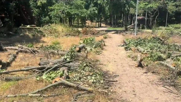 В Одесі в парку Перемоги зрубали липи, правоохоронці шукають винуватців