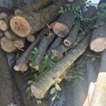 На трасі Київ — Одеса затримали автомобіль із нелегальною деревиною