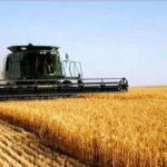 На Одещині розпочалися жнива — аграрії вже збирають перші врожаї